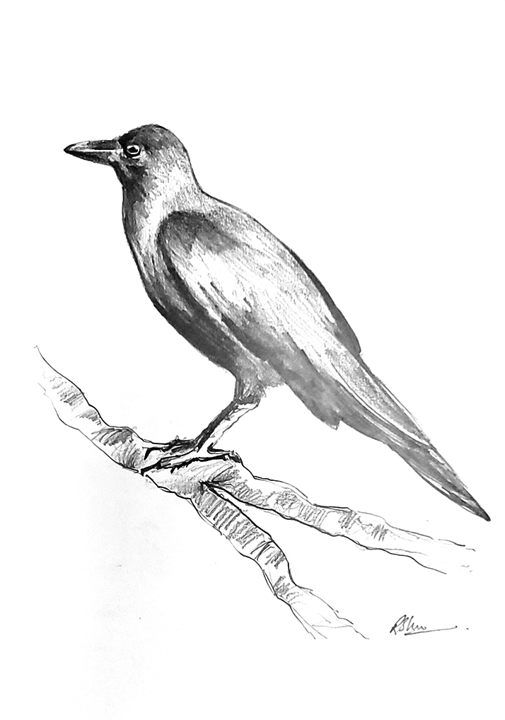 Bird Bird