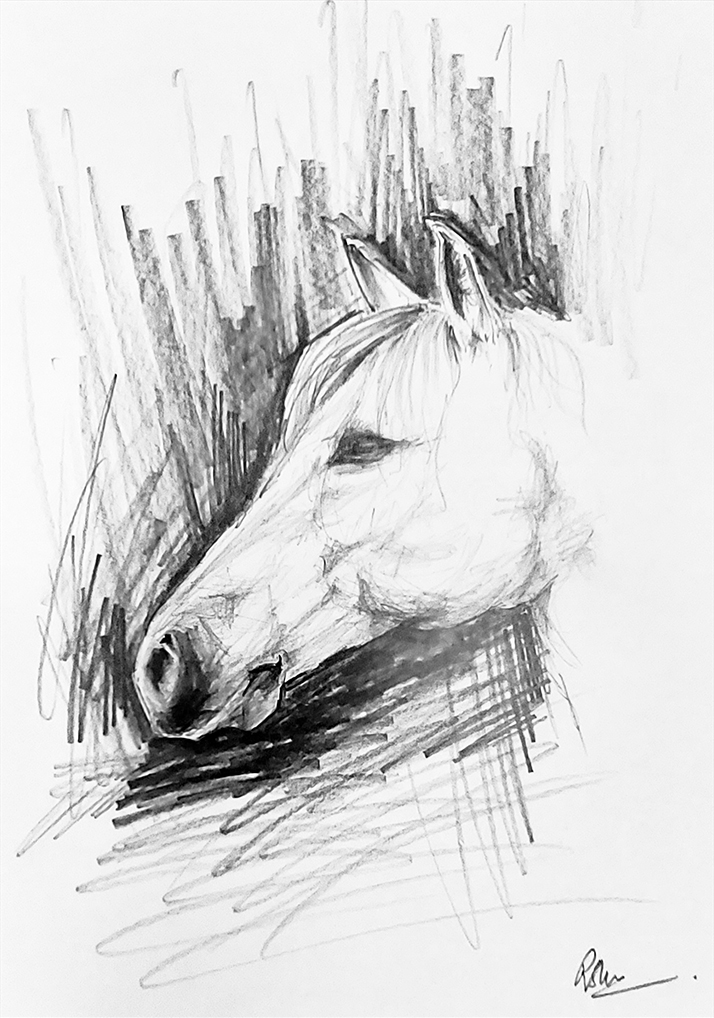 Animal Animal